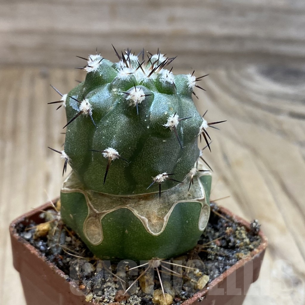 SH19133 Copiapoa cinerea f. inermis PL 143 A , grafted - Image 2