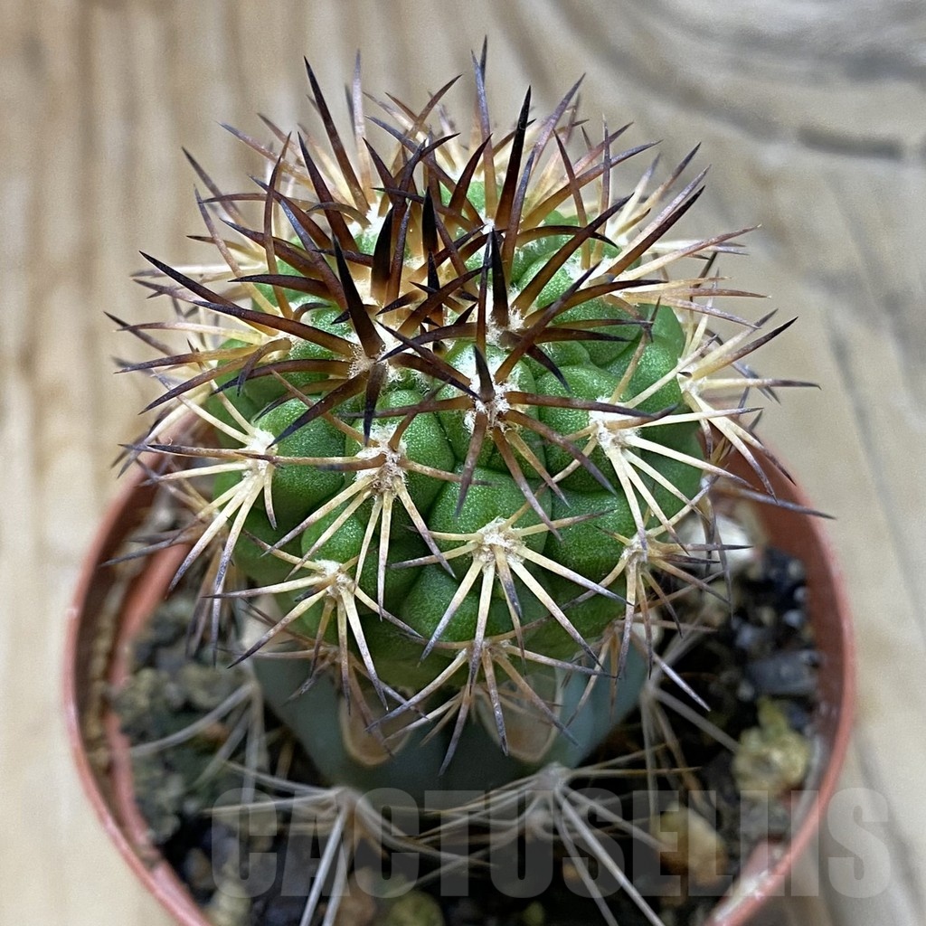 SH19122 Copiapoa vallenarensis SI-61-24, grafted