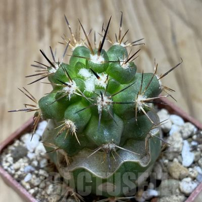SH19138 Copiapoa sp. Ag. de Tongoy,La Cruz del Nino PL 129 A, grafted