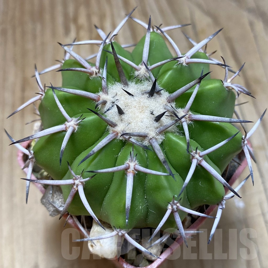 SH19144 Discocactus alteolens MH 587, own roots