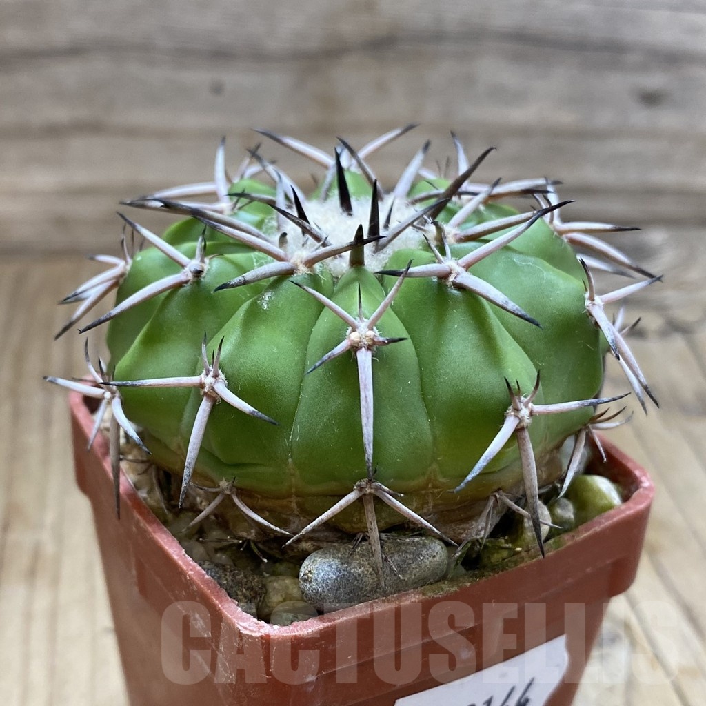 SH19144 Discocactus alteolens MH 587, own roots - Image 2