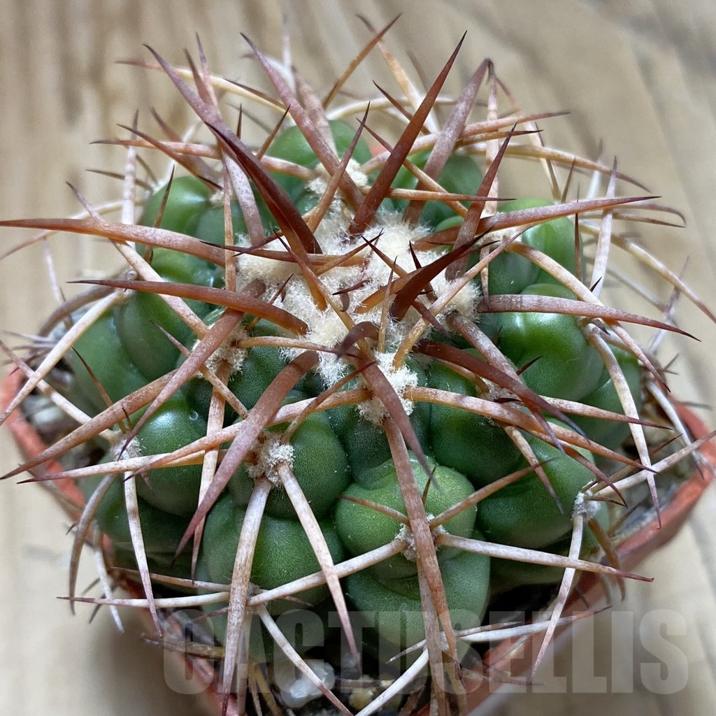 SH19147 Discocactus cangaensis MH886, own roots