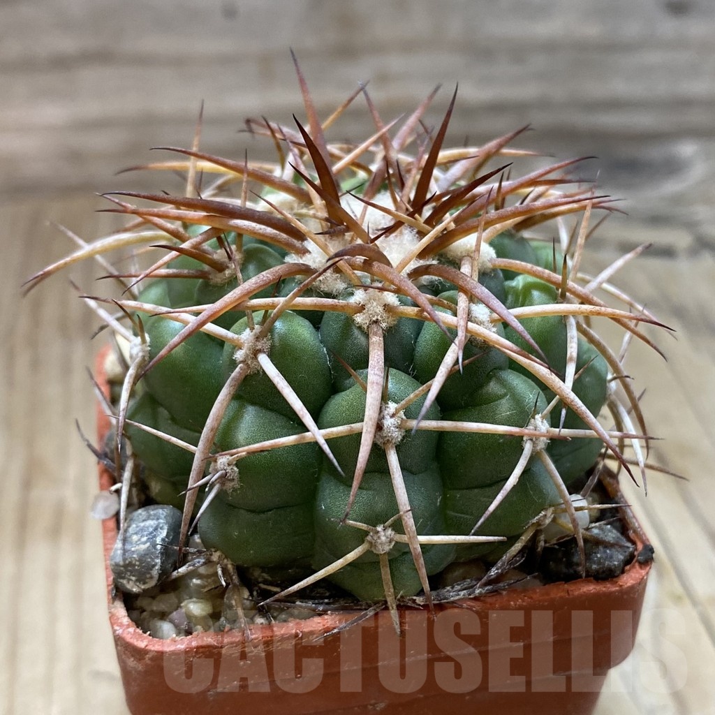 SH19147 Discocactus cangaensis MH886, own roots - Image 2
