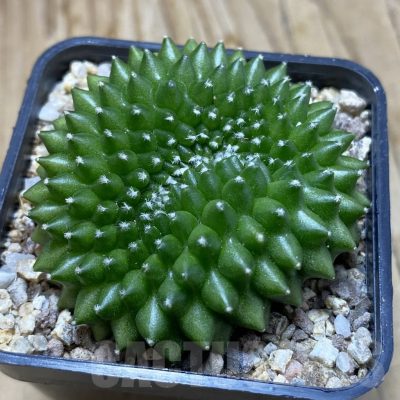 SH19397 Gymnocalycium mihanovichii ‘inermis’ f. cristata