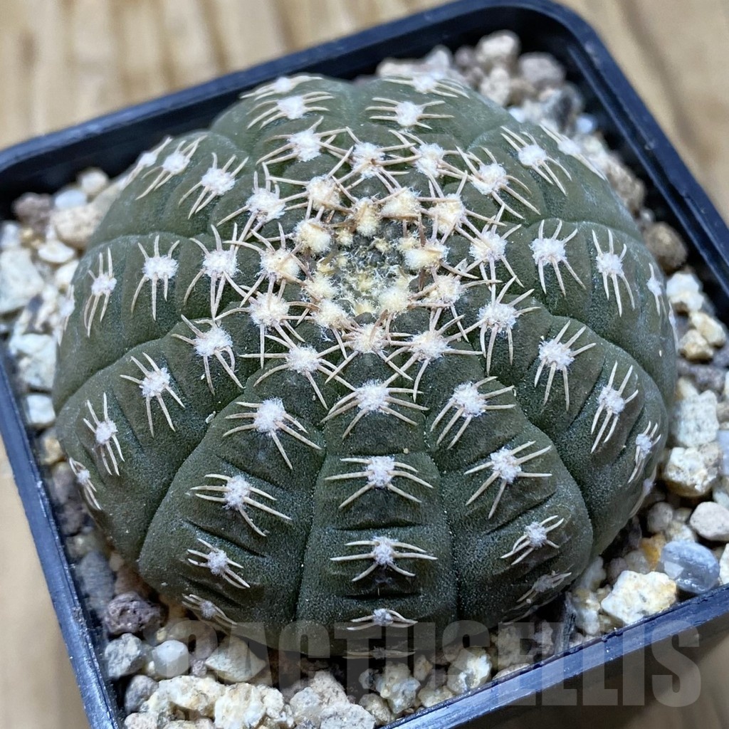 SH19400 Gymnocalycium ragonesei, pink flower