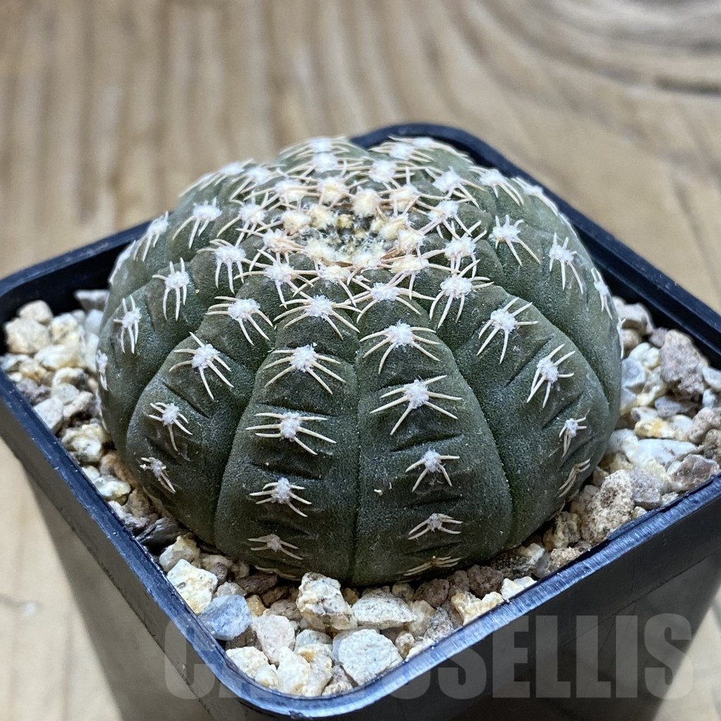 SH19400 Gymnocalycium ragonesei, pink flower - Image 2