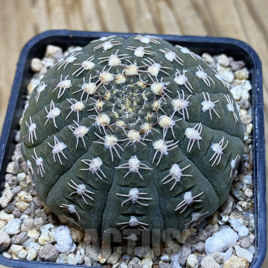 SH19401 Gymnocalycium ragonesei, pink flower