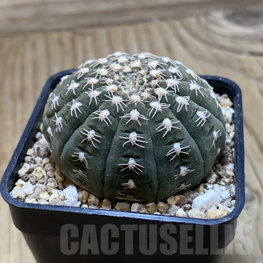 SH19401 Gymnocalycium ragonesei, pink flower - Image 2