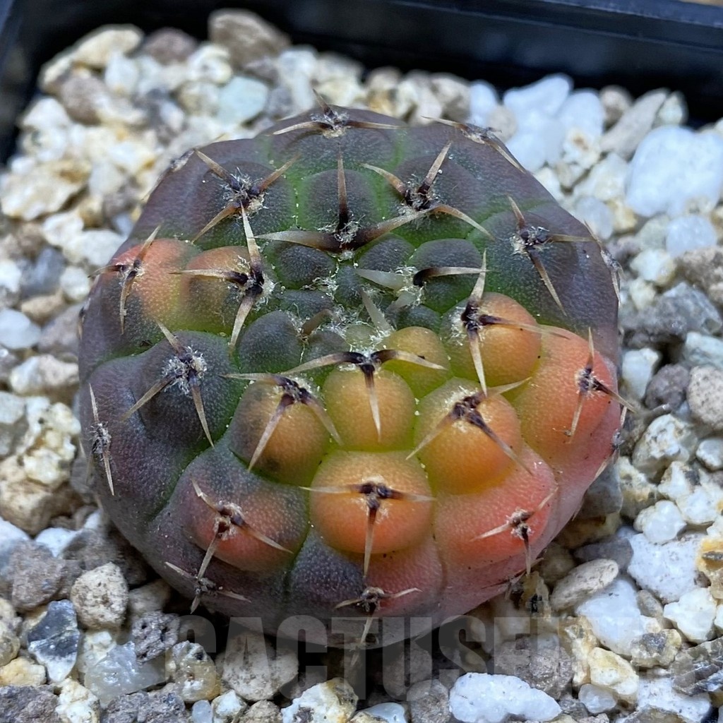 SH19404 Gymnocalycium stellatum f. variegata