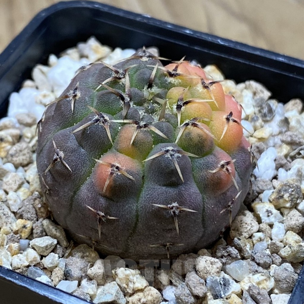 SH19404 Gymnocalycium stellatum f. variegata - Image 2