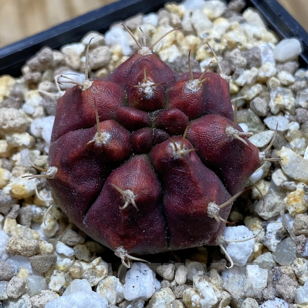 SH19406 Gymnocalycium mihanovichii 'Deadpool'