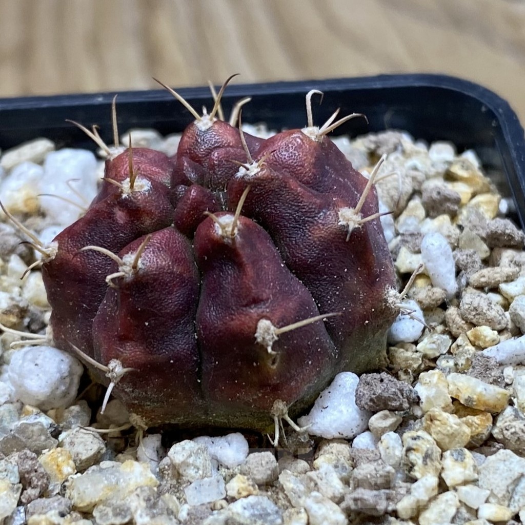 SH19406 Gymnocalycium mihanovichii 'Deadpool' - Image 2