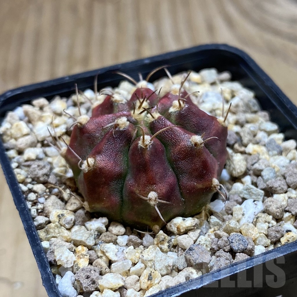 SH19407 Gymnocalycium mihanovichii 'Deadpool' - Image 2