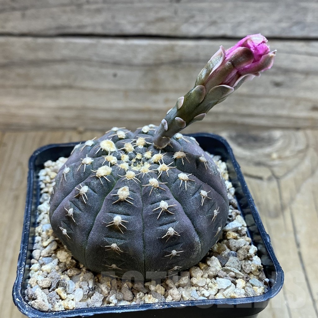 SH19365 Gymnocalycium ragonesei, pink flower - Image 2