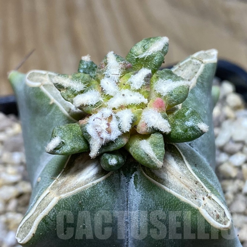 SH19367 Ariocarpus kotschoubeyanus f. variegata, grafted