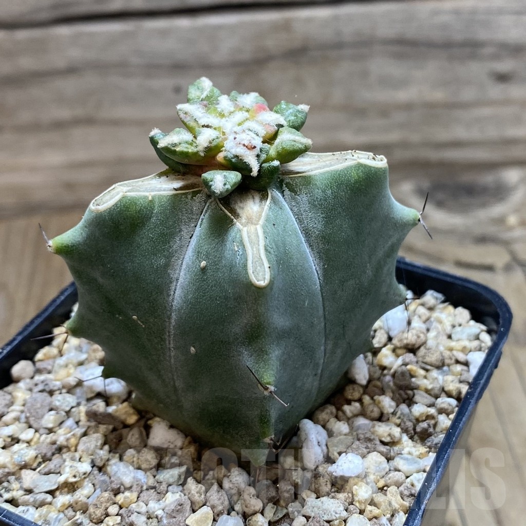 SH19367 Ariocarpus kotschoubeyanus f. variegata, grafted - Image 2