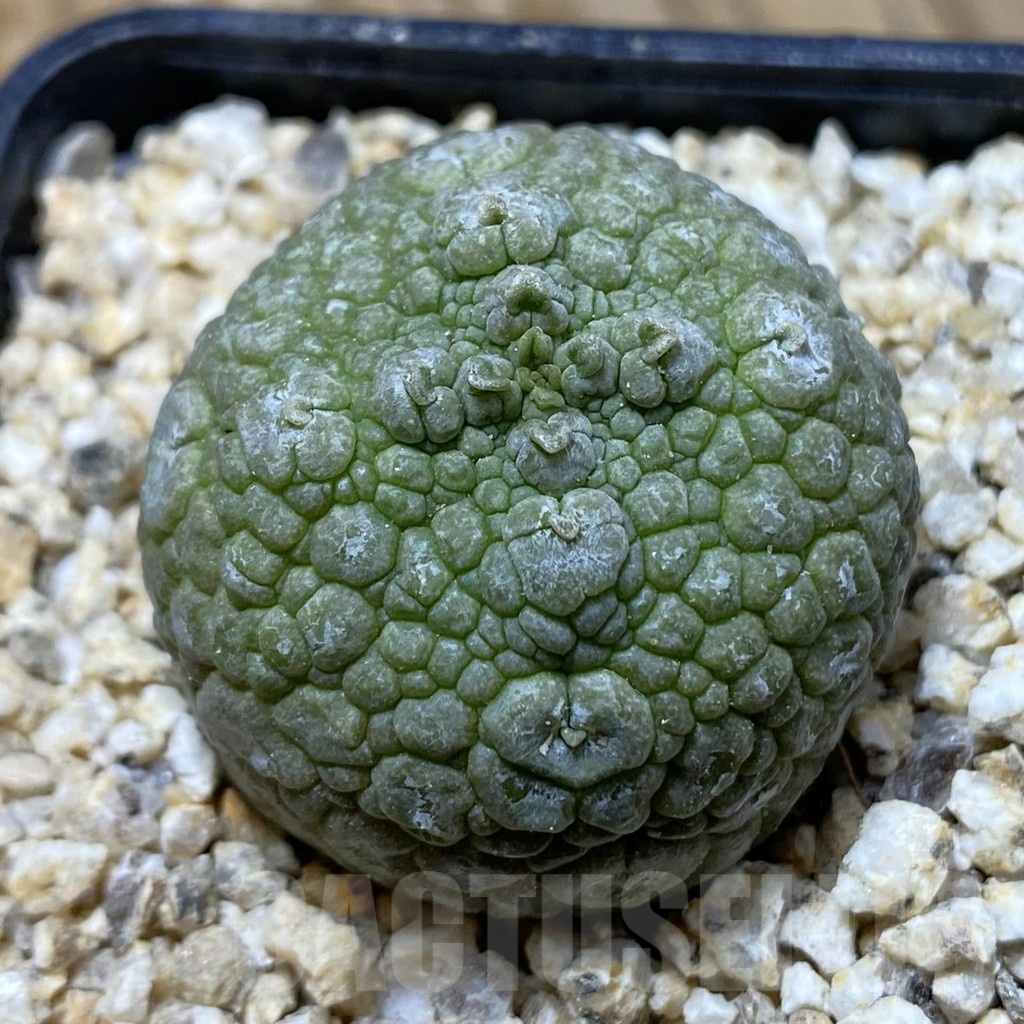 SH19422 Pseudolithos migiurtinus