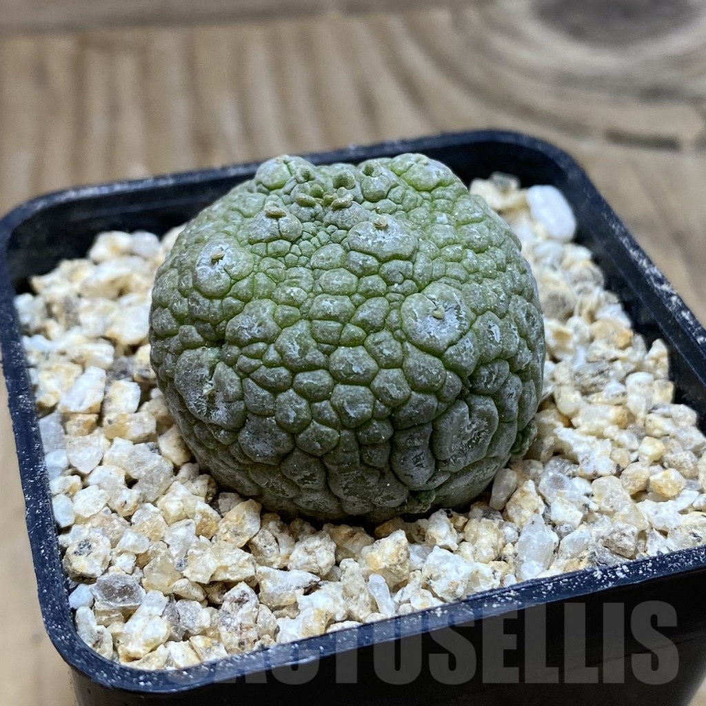 SH19422 Pseudolithos migiurtinus - Image 2
