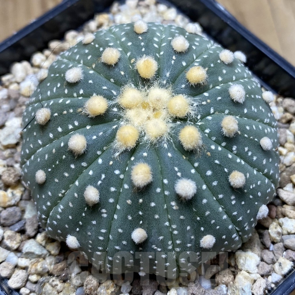 SH19361 Astrophytum asterias f. multicostatum