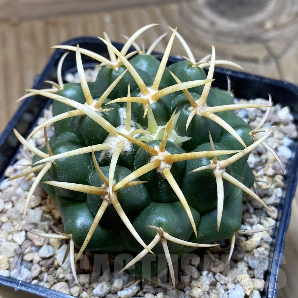 SH19370 Coryphantha bumamma, yellow spines -ex Japan-