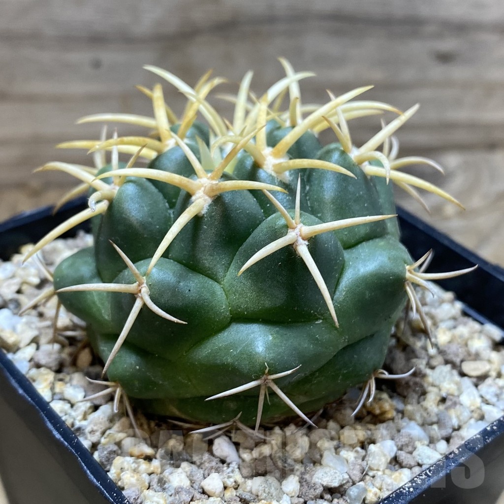 SH19370 Coryphantha bumamma, yellow spines -ex Japan- - Image 2