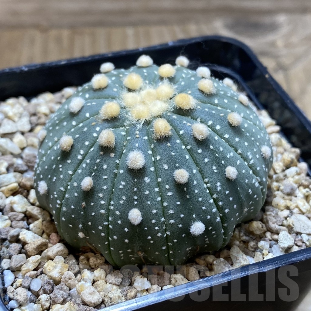 SH19361 Astrophytum asterias f. multicostatum - Image 2