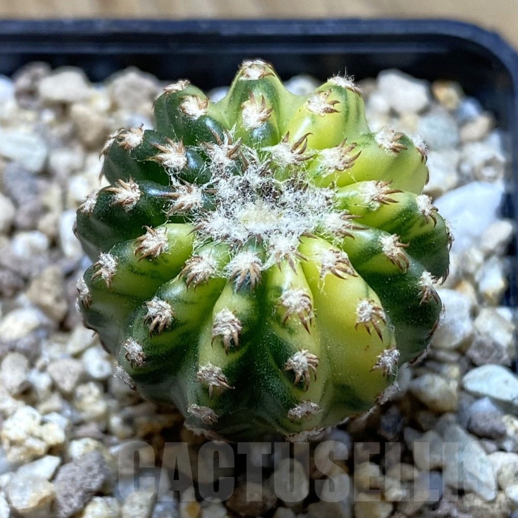SH19380 Discocactus horstii f. variegata