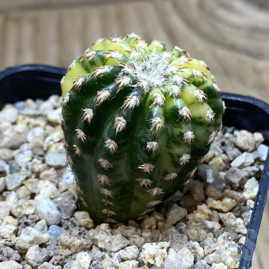 SH19380 Discocactus horstii f. variegata - Image 2