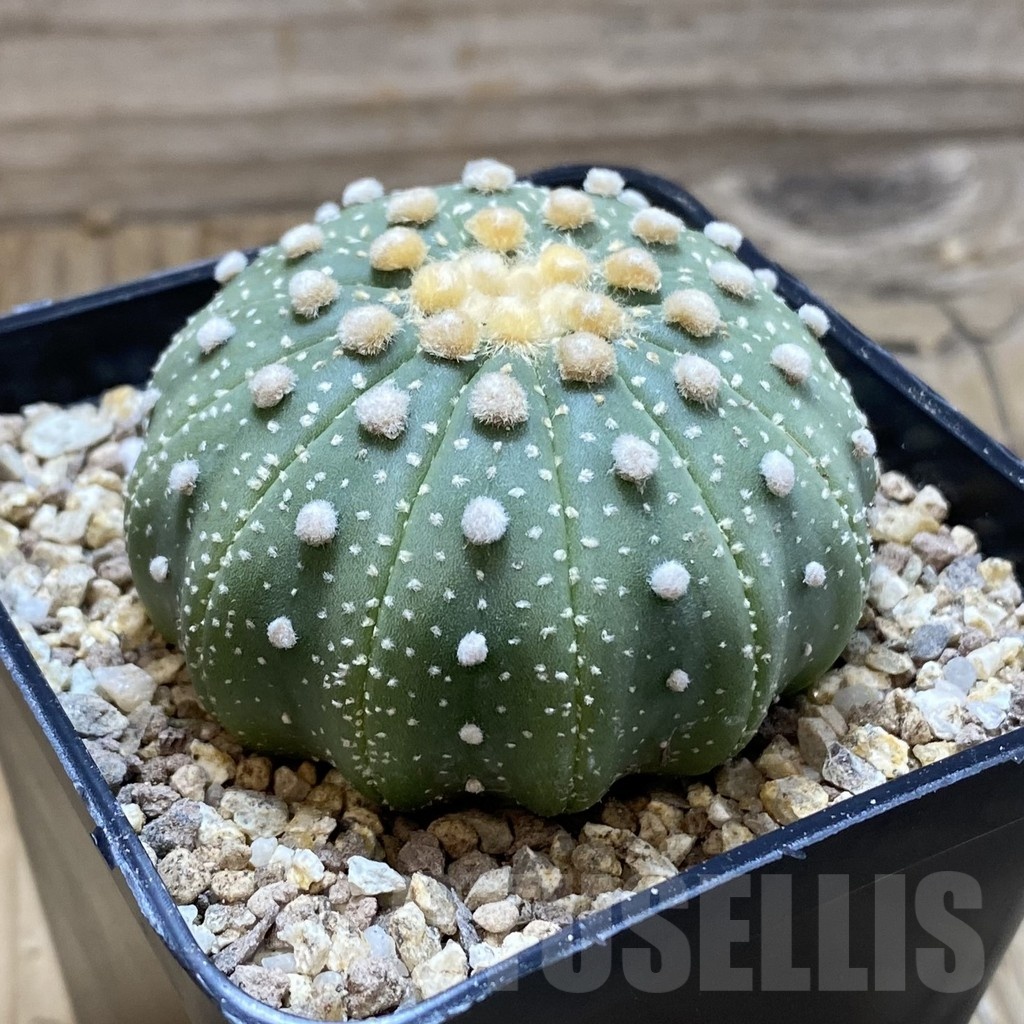 SH19362 Astrophytum asterias f. multicostatum - Image 2