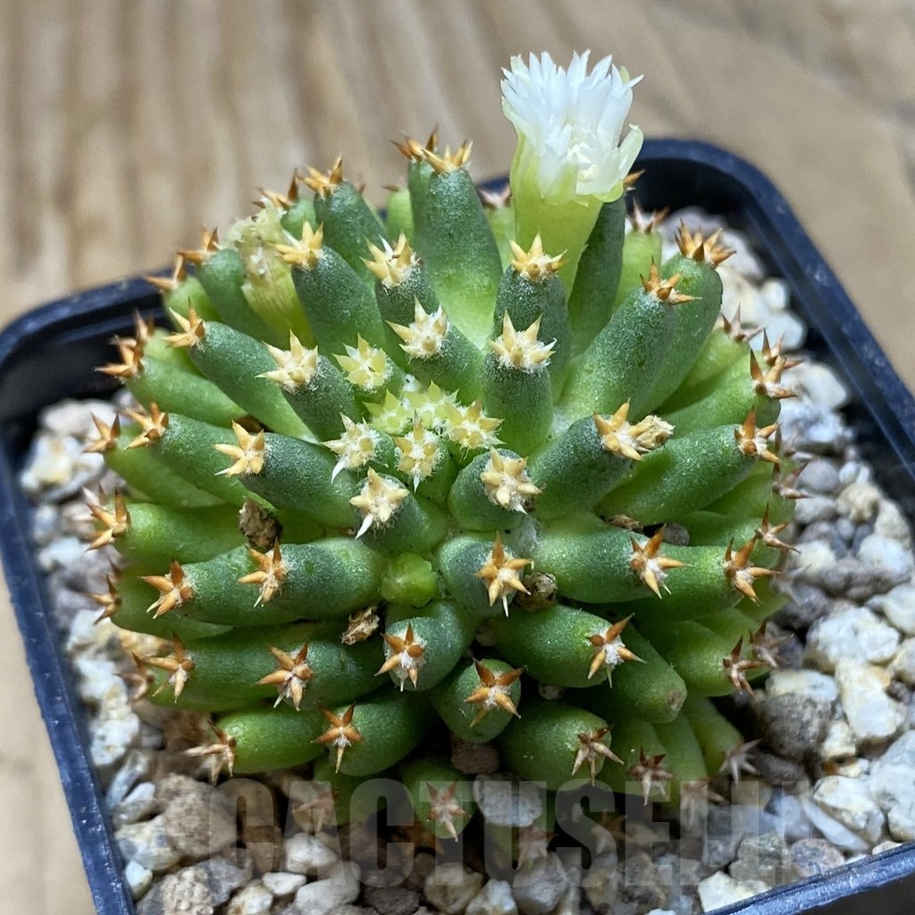SH19382 Mammillaria camptotricha ‘Bru’