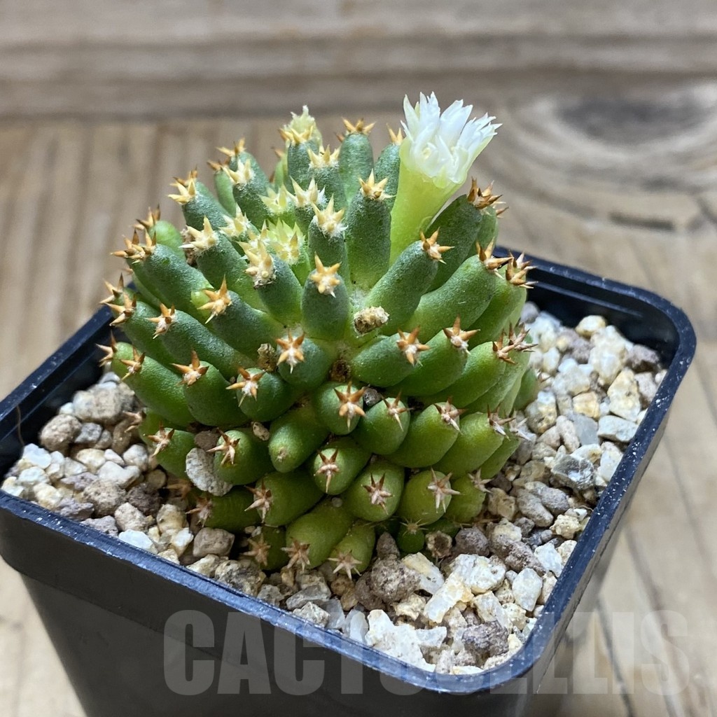 SH19382 Mammillaria camptotricha ‘Bru’ - Image 2
