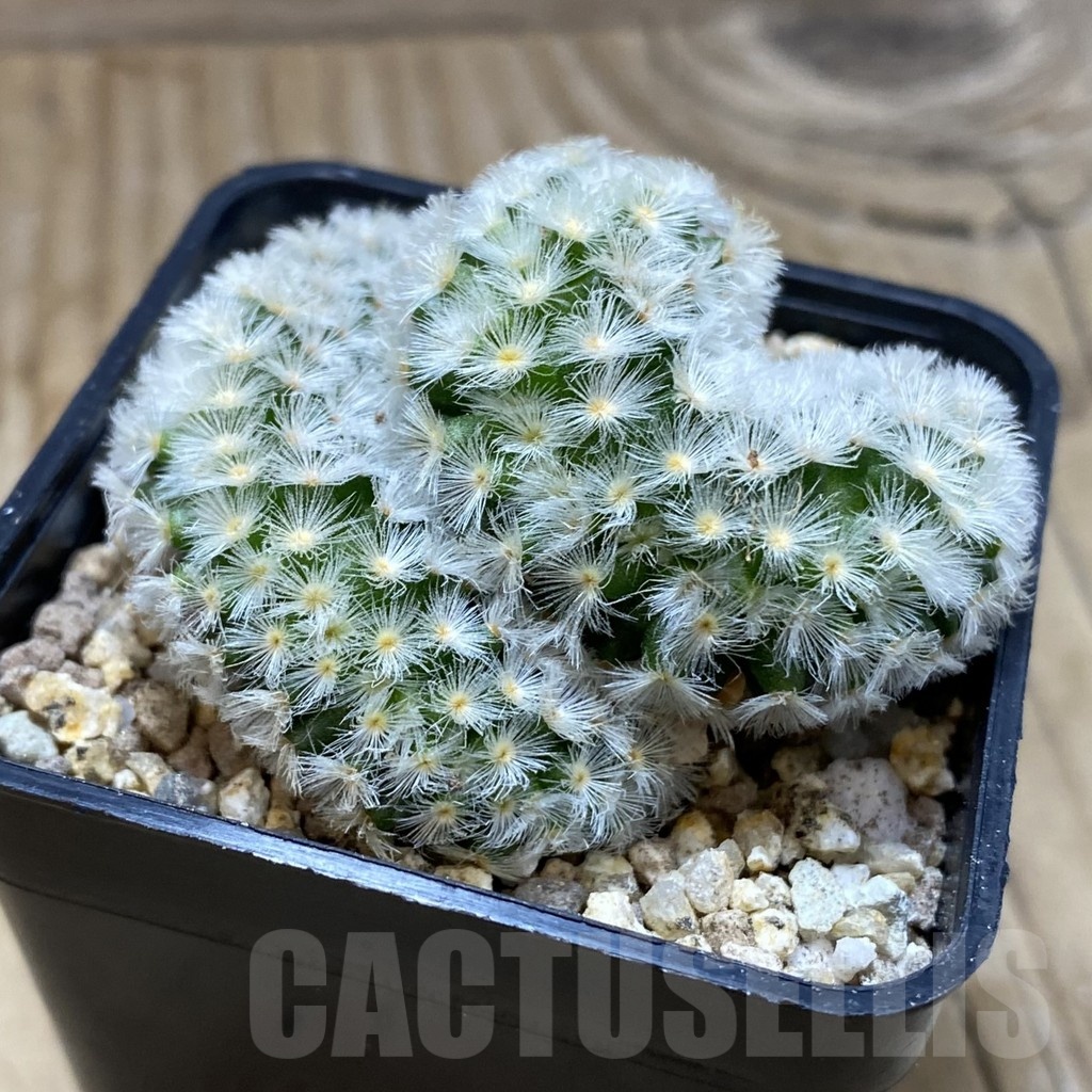 SH19384 Mammillaria carmenae f. cristata - Image 2