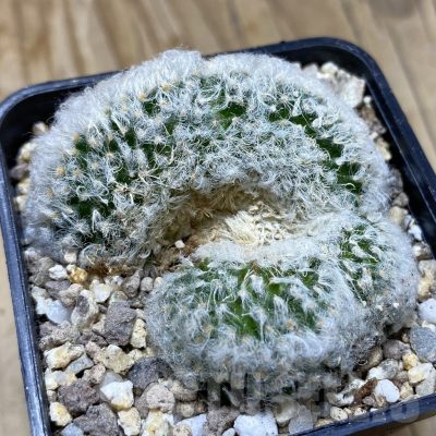 SH19386 Mammillaria bocasana f. cristata