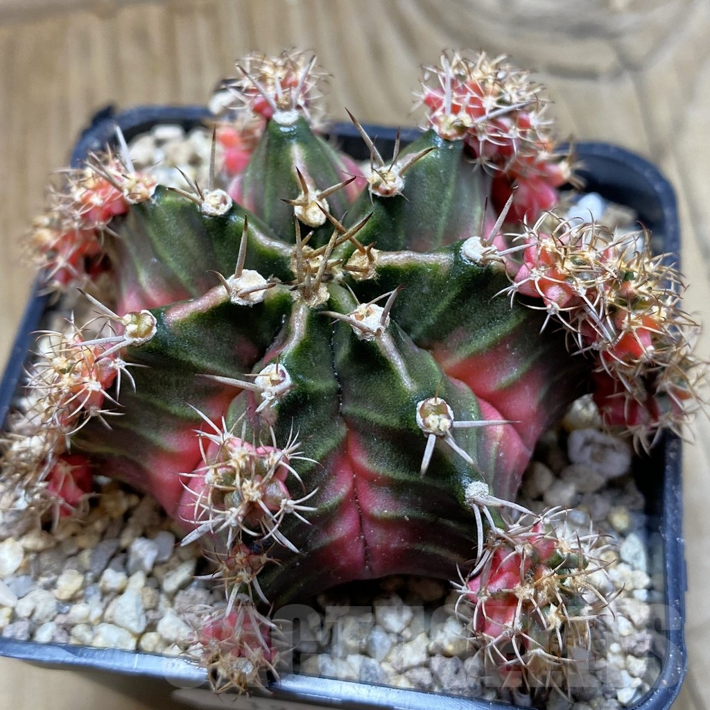 SH19363 Gymnocalycium mihanovichii 'Bubble Gum'