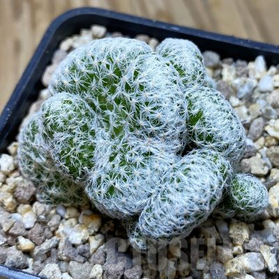 SH19388 Mammillaria humboldtii f. cristata