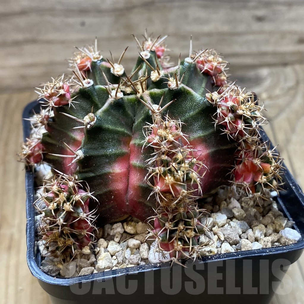 SH19363 Gymnocalycium mihanovichii 'Bubble Gum' - Image 2