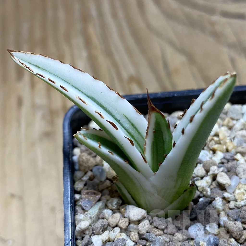 SH19392 Agave victoriae-reginae 'White Rhino'
