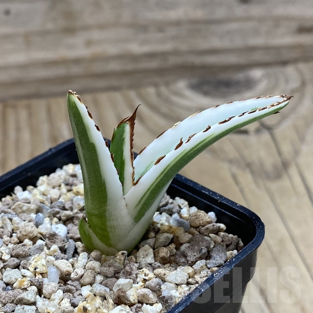 SH19392 Agave victoriae-reginae 'White Rhino' - Image 2