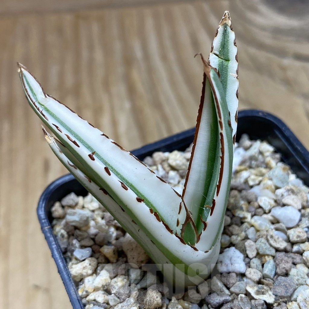 SH19393 Agave victoriae-reginae 'White Rhino'