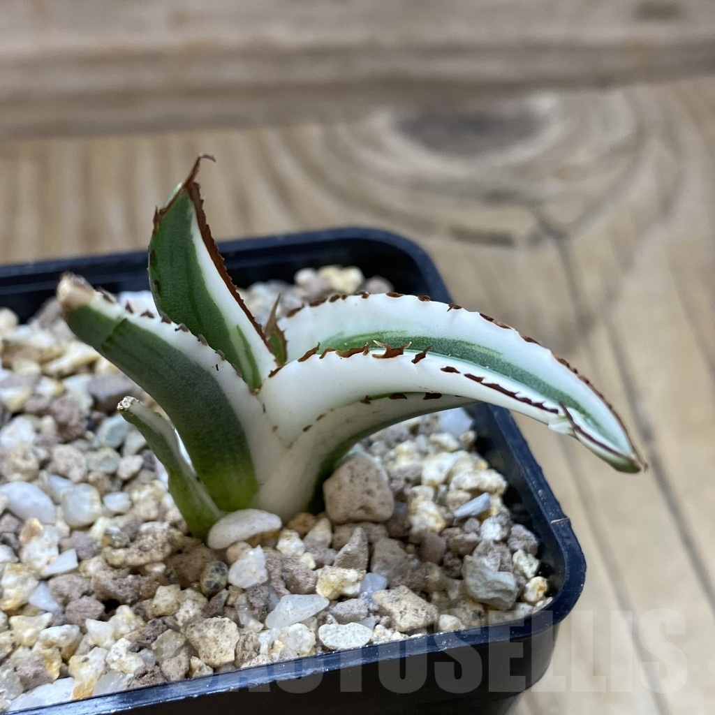 SH19393 Agave victoriae-reginae 'White Rhino' - Image 2