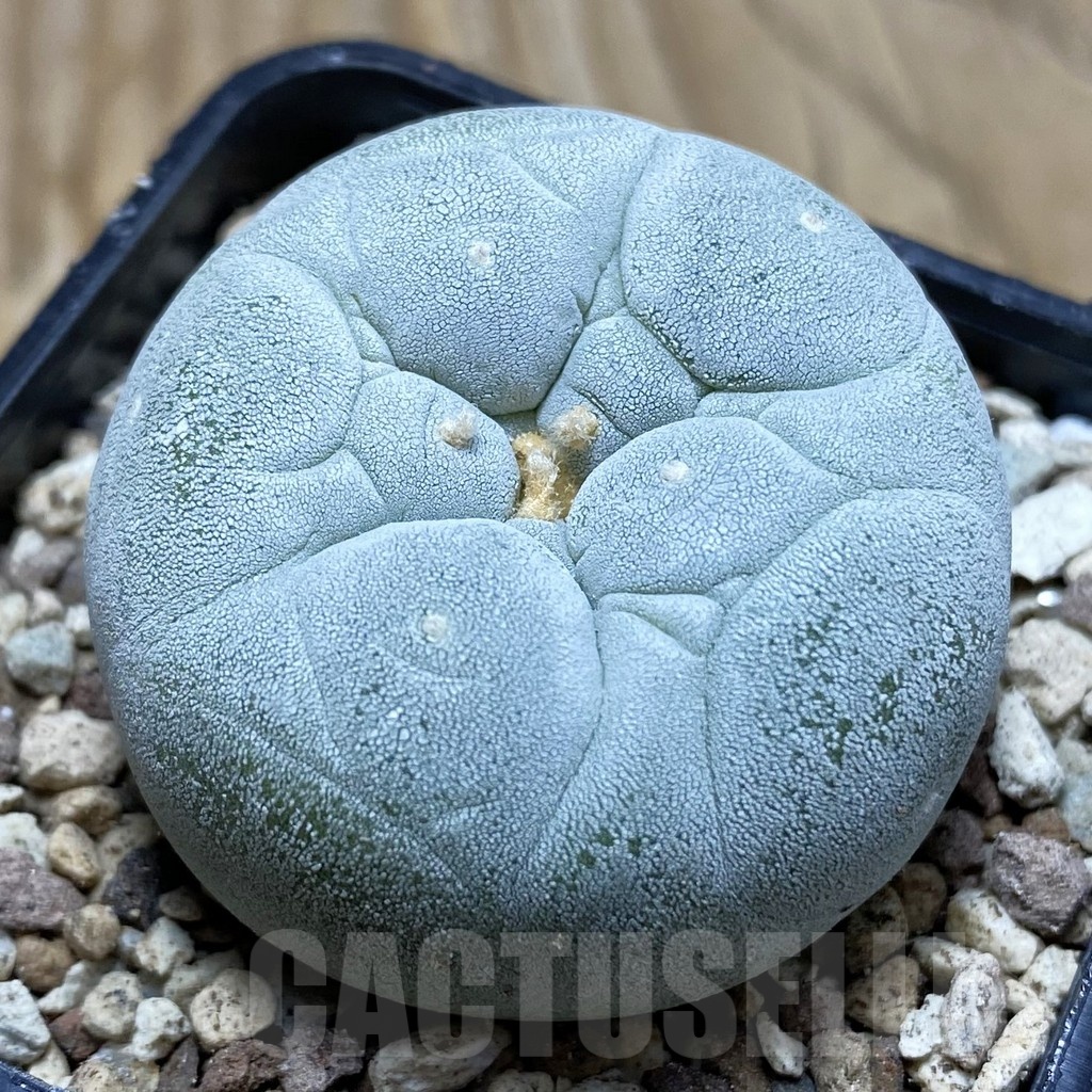 SH19580 Anhalonium frichii 'Yatagai'