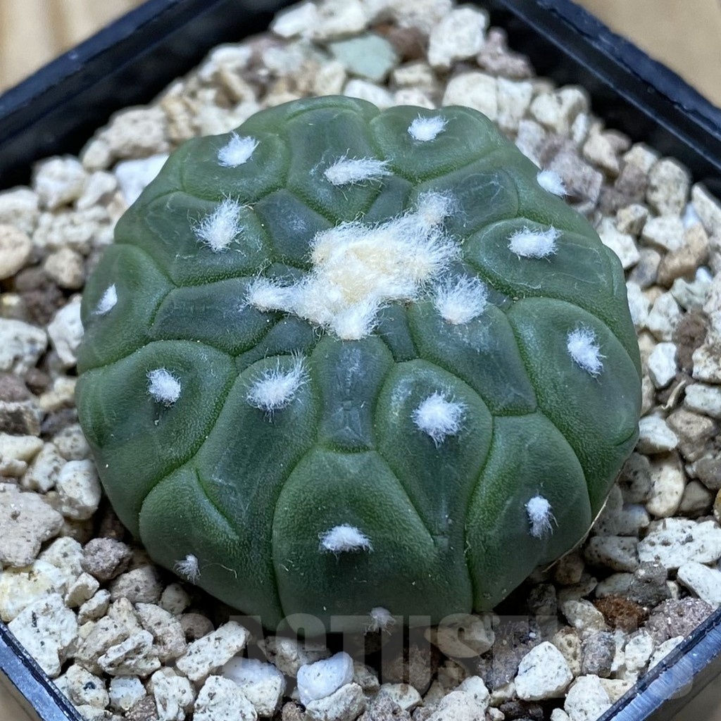 SH19585 Astrophytum asterias 'Kikko Lizard Skin'