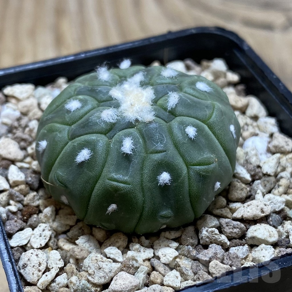 SH19585 Astrophytum asterias 'Kikko Lizard Skin' - Image 2