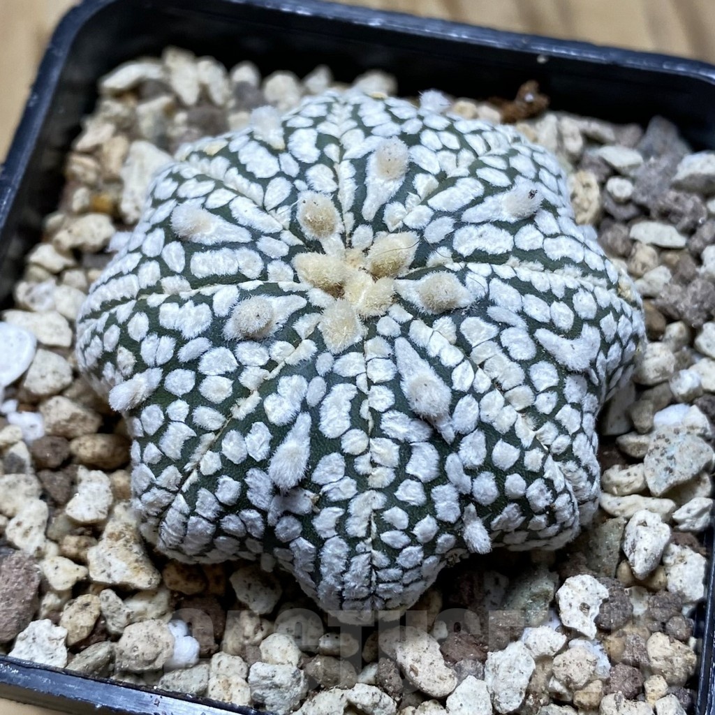 SH19602 Astrophytum asterias ‘Super Kabuto Star Shape’