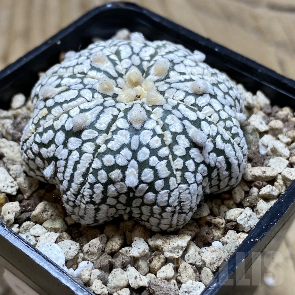 SH19602 Astrophytum asterias ‘Super Kabuto Star Shape’ - Image 2
