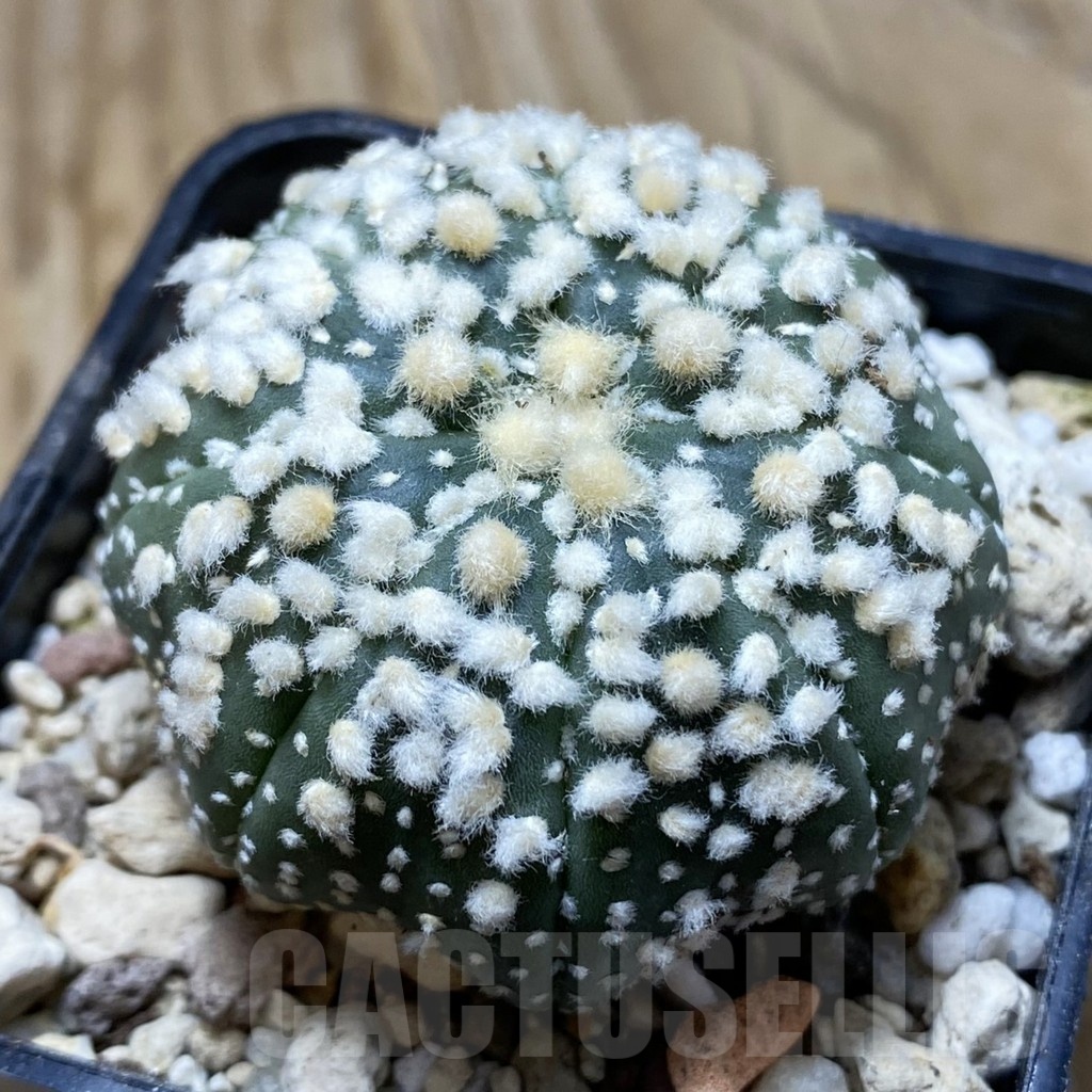 SH19603 Astrophytum asterias ‘Hanazono’