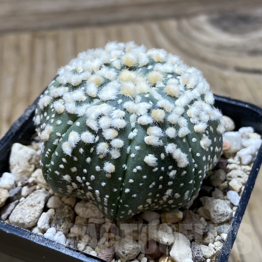 SH19603 Astrophytum asterias ‘Hanazono’ - Image 2