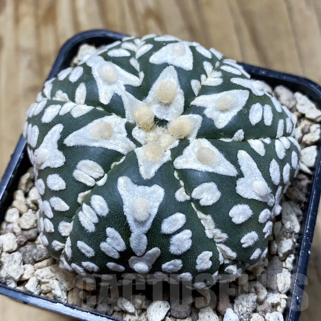 SH19604 Astrophytum asterias ‘Super Kabuto’ V-type, 6-ribs