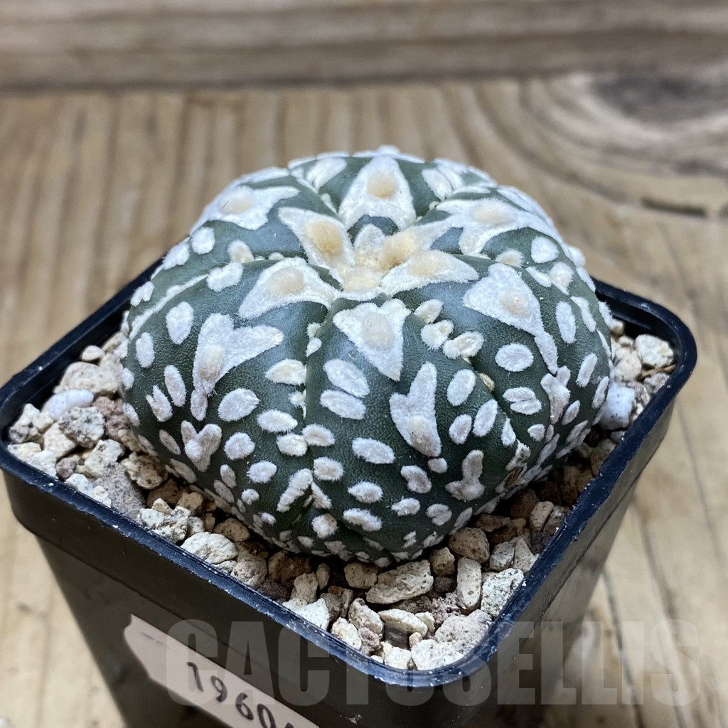 SH19604 Astrophytum asterias ‘Super Kabuto’ V-type, 6-ribs - Image 2