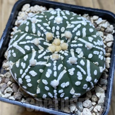 SH19607 Astrophytum asterias ‘Super Kabuto' f. nudum V-type